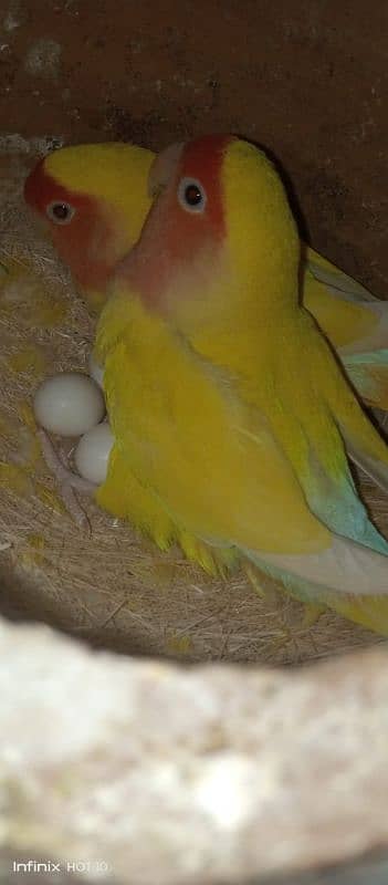 common Latino breeder pair albino red eyes breeder pair love birds 4