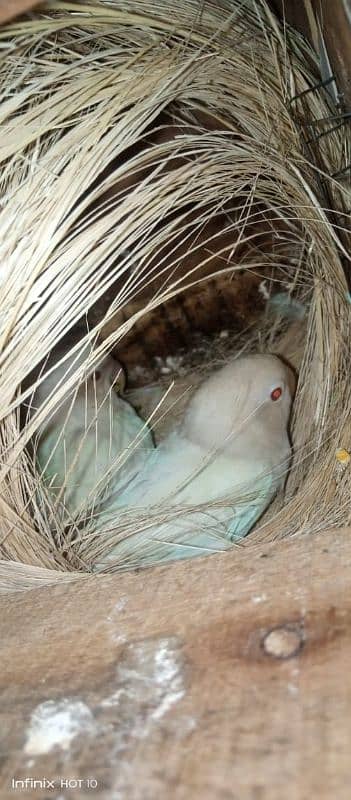 common Latino breeder pair albino red eyes breeder pair love birds 5