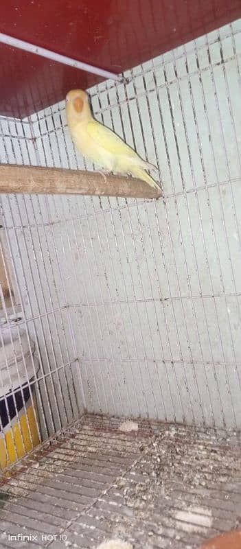 common Latino breeder pair albino red eyes breeder pair love birds 6