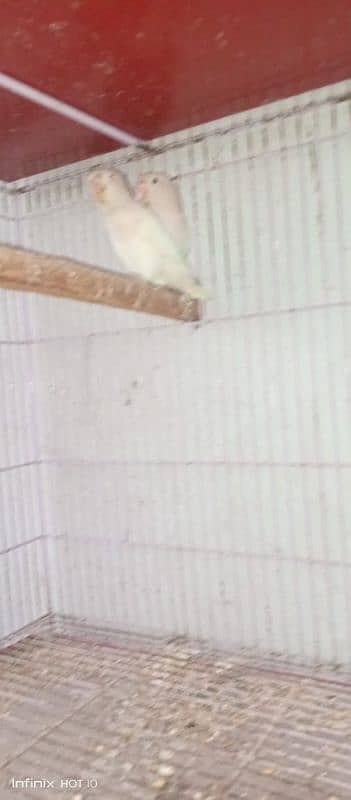 common Latino breeder pair albino red eyes breeder pair love birds 7