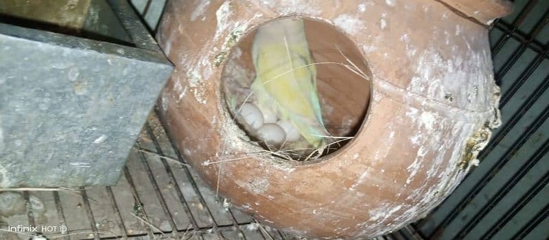 common Latino breeder pair albino red eyes breeder pair love birds 8