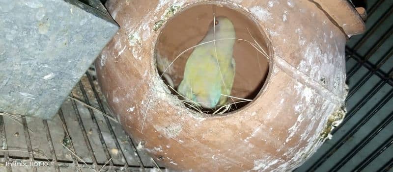 common Latino breeder pair albino red eyes breeder pair love birds 10