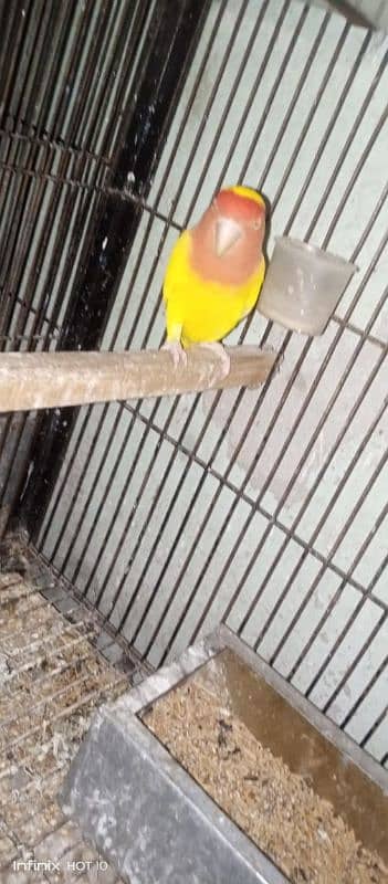 common Latino breeder pair albino red eyes breeder pair love birds 11