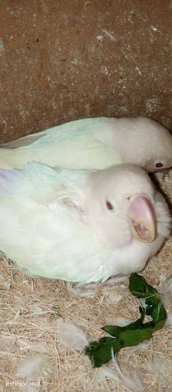 common Latino breeder pair albino red eyes breeder pair love birds 12