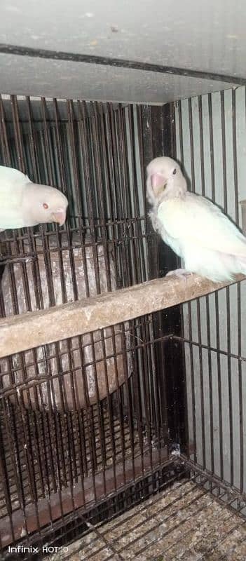 common Latino breeder pair albino red eyes breeder pair love birds 13