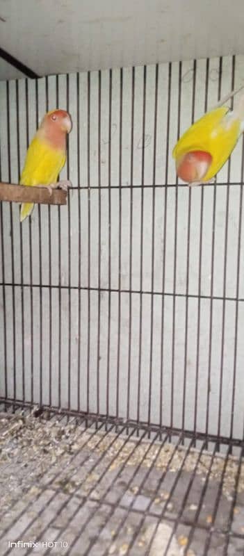 common Latino breeder pair albino red eyes breeder pair love birds 14