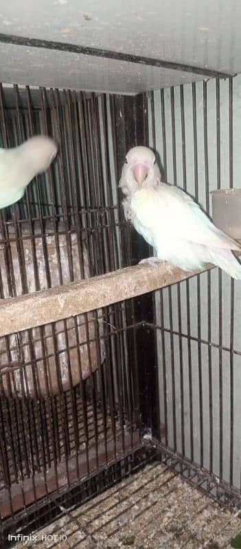 common Latino breeder pair albino red eyes breeder pair love birds 15