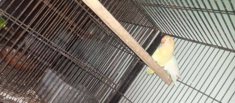 common Latino breeder pair albino red eyes breeder pair love birds 16