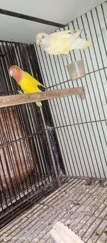 common Latino breeder pair albino red eyes breeder pair love birds 17