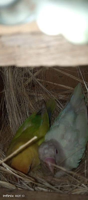 common Latino breeder pair albino red eyes breeder pair love birds 19