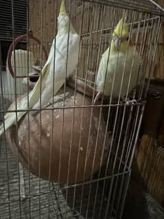 cocktail pair for sale 5500 without cage