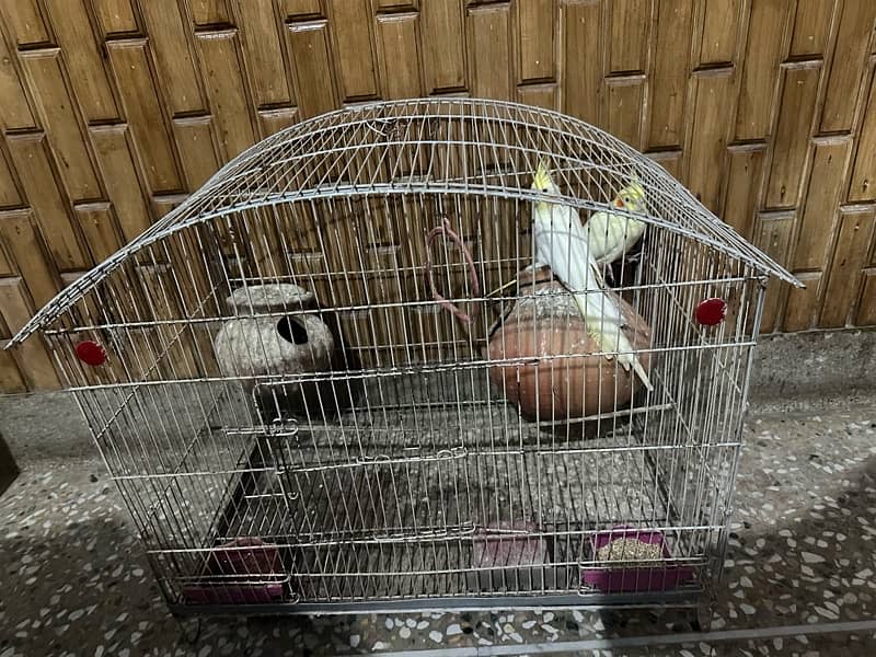 cocktail pair for sale 5500 without cage with cage 7500 final 1