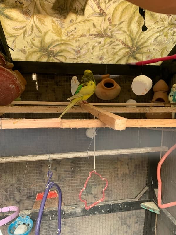 Cage With Parrots 1