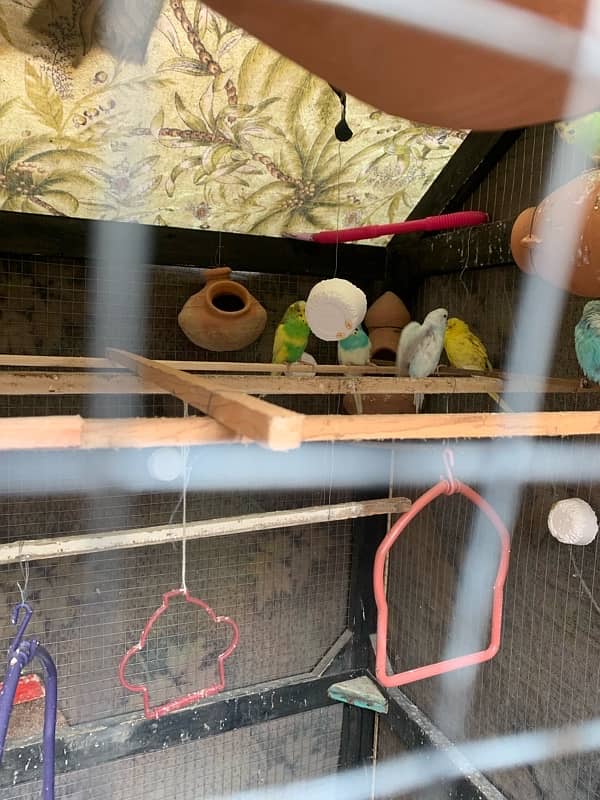 Cage With Parrots 2