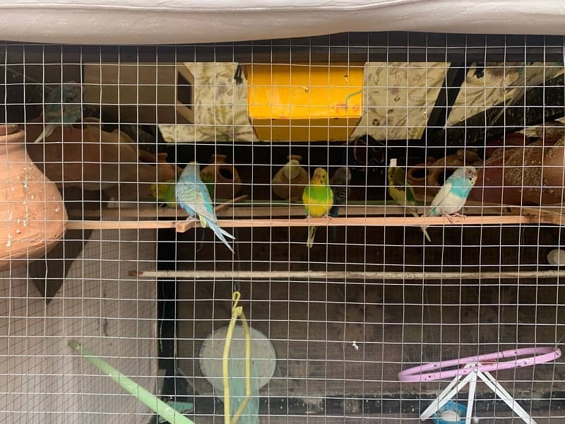 Cage With Parrots 7