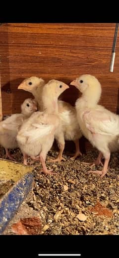 Heera aseel chicks for sale 0/3/2/4/3/3/3/4/1/6/2