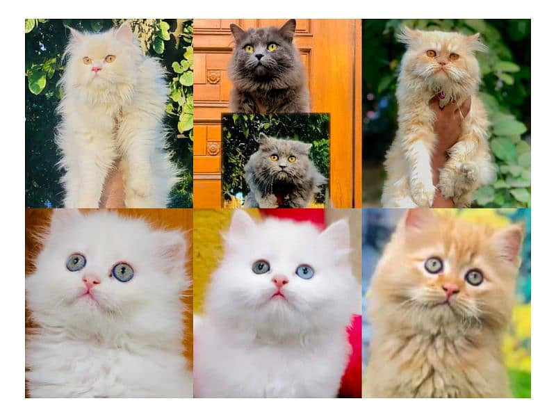 Persian hamalian british punch face piki face cat's and kitten's 0