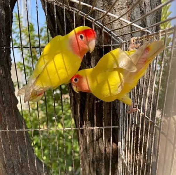 Inported lovebird pair premium quality breeder lutino 0