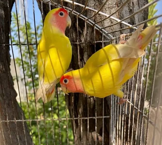 Inported lovebird pair premium quality breeder lutino 1