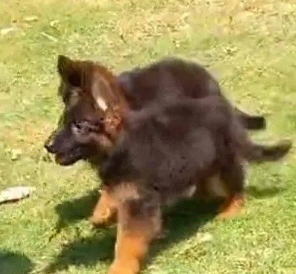 German Shepherd puppies 0