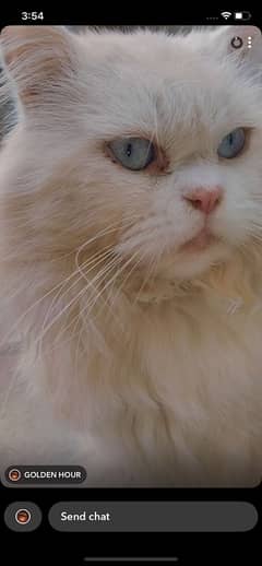 white blue eyes persian male