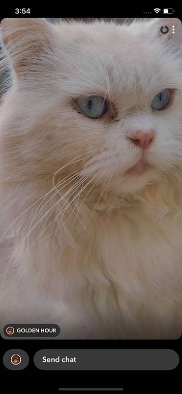 white blue eyes persian male 0