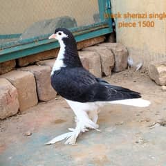 black sherazi,black megpai,fancy pigeons