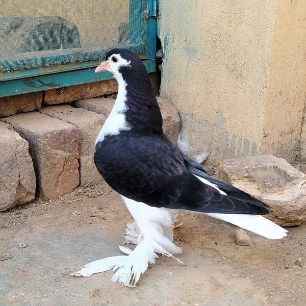 black sherazi,black megpai,fancy pigeons 1