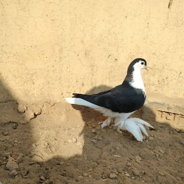 black sherazi,black megpai,fancy pigeons 2