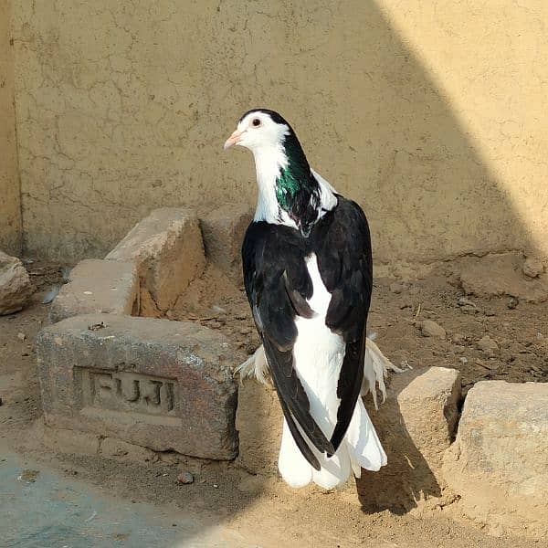 black sherazi,black megpai,fancy pigeons 5