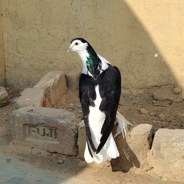 black sherazi,black megpai,fancy pigeons 6