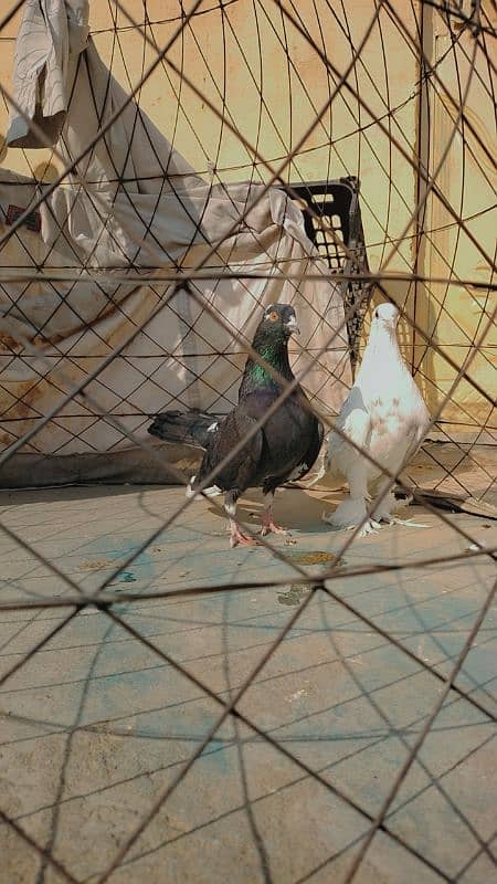 black sherazi,black megpai,fancy pigeons 7