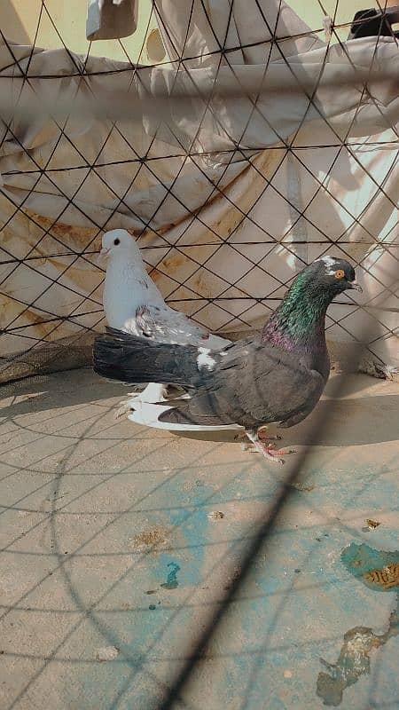 black sherazi,black megpai,fancy pigeons 8