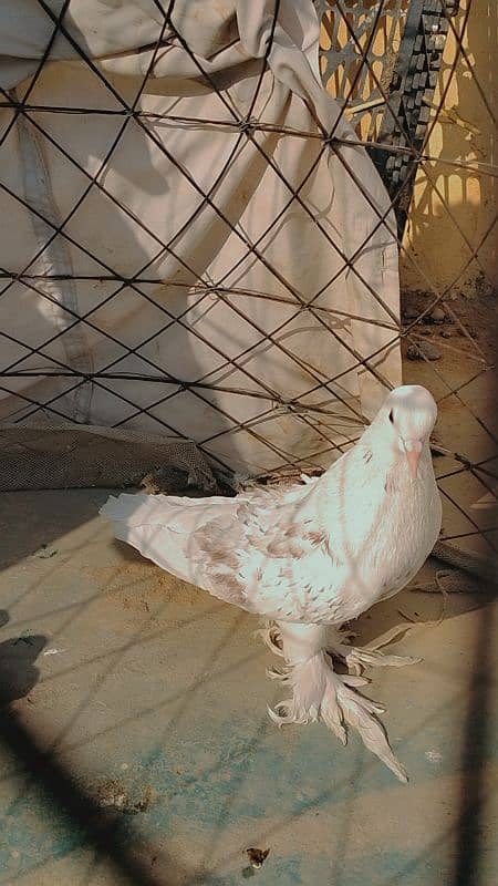 black sherazi,black megpai,fancy pigeons 9