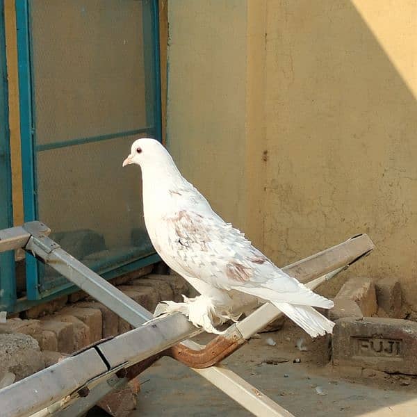 black sherazi,black megpai,fancy pigeons 10