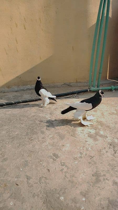 black sherazi,black megpai,fancy pigeons 12