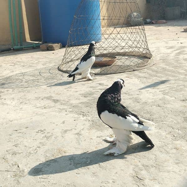 black sherazi,black megpai,fancy pigeons 13