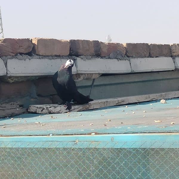 black sherazi,black megpai,fancy pigeons 14