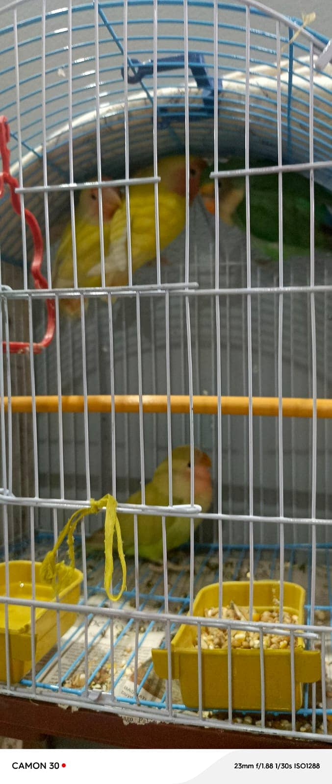 Ringneck and lutino and lovebirds 3