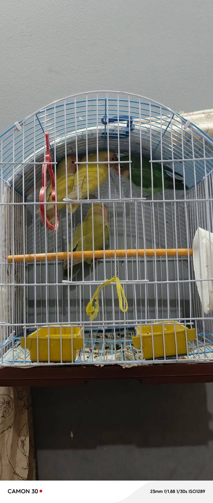 Ringneck and lutino and lovebirds 4