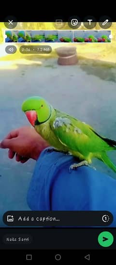 raw parrot for sale full talking age 1year