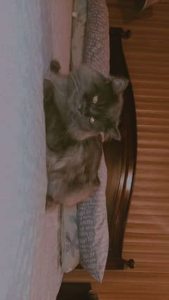 Persian Adult Cats Available for Sale