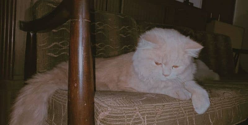 Persian Adult Cats Available for Sale 1