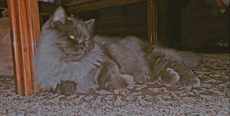 Persian Adult Cats Available for Sale 3