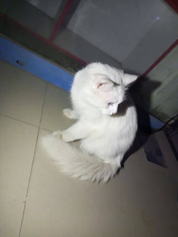 percian cat double coated white 1