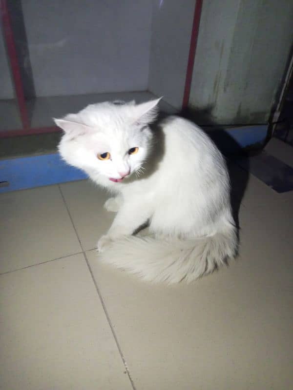 percian cat double coated white 2