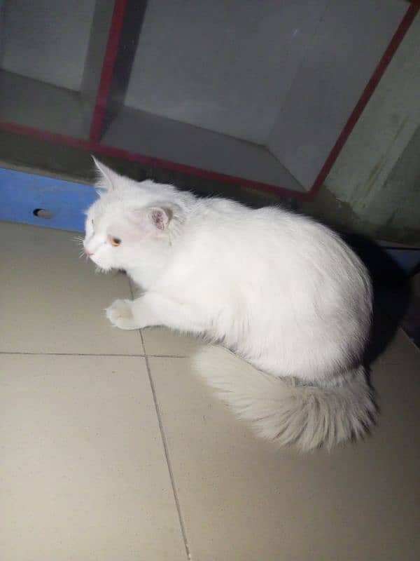 percian cat double coated white 3