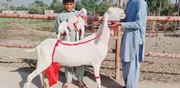 2 Bacchon Ka Sath Rajanpuri Bakri For Sale. =03282741027