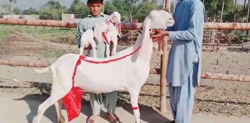 2 Bacchon Ka Sath Rajanpuri Bakri For Sale. =03282741027 0