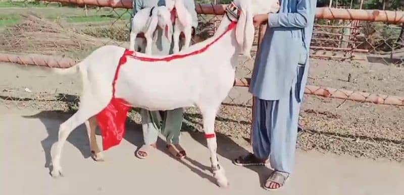 2 Bacchon Ka Sath Rajanpuri Bakri For Sale. =03282741027 1